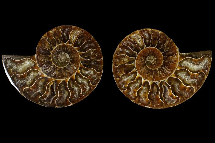 Agatized Ammonite Fossil - Madagascar #145916